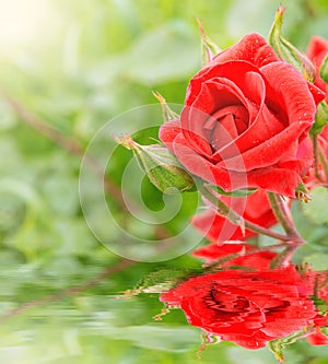 Red rose reflected in the water.