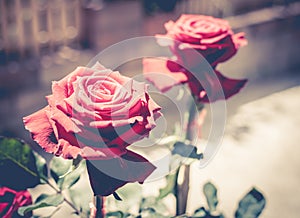 Red rose with retro filter effect