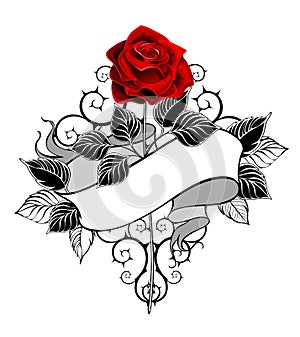 Red rose with ribbon on white background