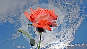 A red rose in the clouds in a cerulean sky