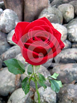 Red rose on the rock garden