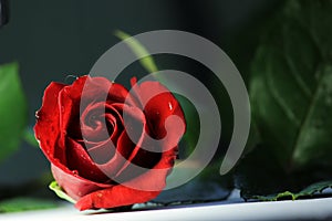 Red rose romance love green leafs flower blossoms table top photography