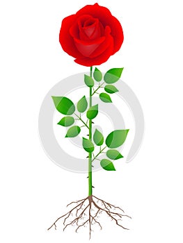Red rose with roots and green leaves on a white background.