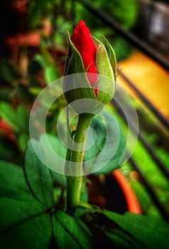 Red Rose... Rosa bud.. symbol of feminism, elegancy, purity... photo