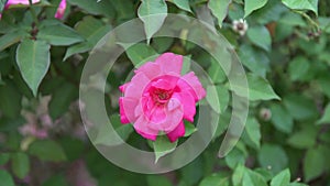 Red Rose. Rosa Centifolia Linn
