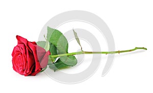 Red Rose Rosaceae isolated on white background, including clipping path without shade.