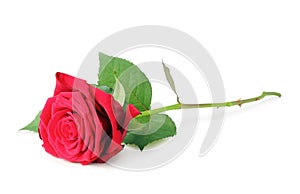 Red Rose Rosaceae isolated on white background, including clipping path without shade.