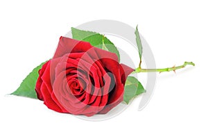 Red Rose Rosaceae isolated on white background, including clipping path without shade.