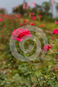 A red rose in the rose field.