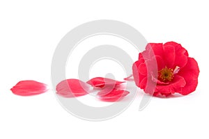 Red rose and rose-petals