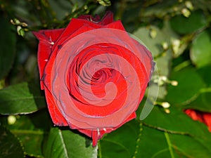 Red rose, rose petals, rose blossom,roses in green bright backround