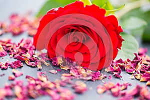 Red rose with rose petals on slate board