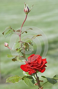 Red Rose With Rosebud