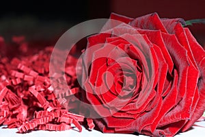 Red Rose - rote Rose photo