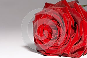 Red Rose - rote Rose photo