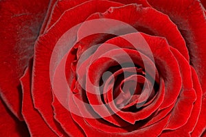Red Rose - rote Rose photo