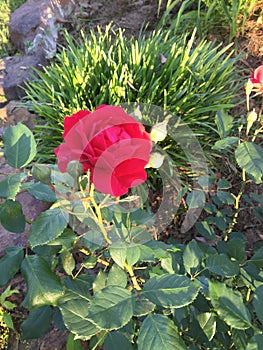 A red rose from rural East Texas