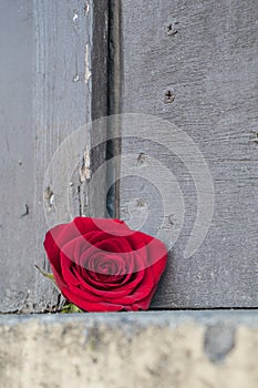 Red rose on a rustic ledge