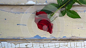 Red rose on rustic style wood background. Old wood texture with peeling blue and white paint.