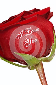 Red Rose that says I Love You