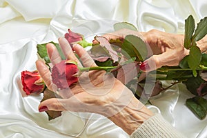 Red rose in senior woman hands.