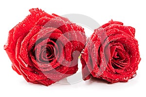 Red rose with sepals in dew drops. Isolate on white background