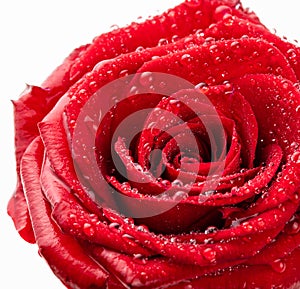 Red rose with sepals in dew drops. Isolate on white background