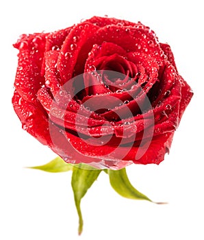 Red rose with sepals in dew drops. Isolate on white background
