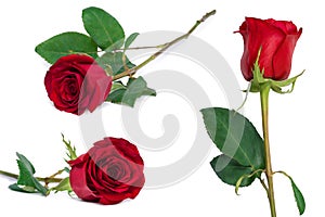 Red rose set flower close-up isolated on white clipping path included