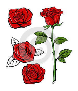 Red rose set on white background with leaf