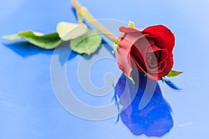 Red rose with shadow horizontally