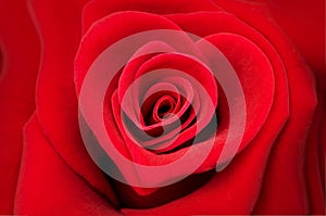 Red rose in shape of a heart