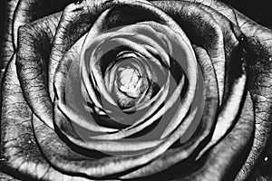 Red rose invert photo