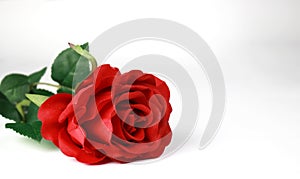 Red rose sideways with white background