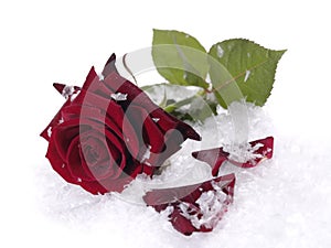 Red rose on the snow