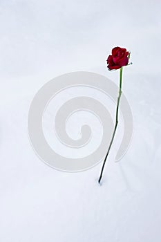 Red rose on snow