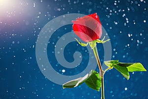 Red rose on snow background, Valentines day background.