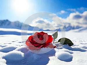 red rose, snow, blue sky, sun, white, hill, ai generated
