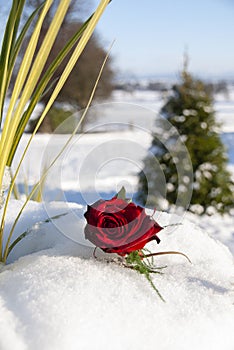 Red rose in snow at Christmas time.