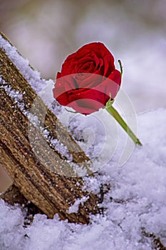 Red Rose In Snow On An Old Farm Fence