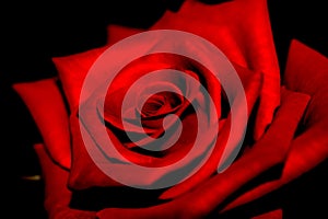 The red rose with spiral pattern
