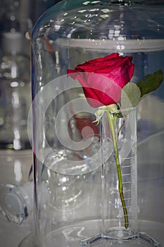 A red rose stands in a test tube under a glass cap against the background of laboratory glass tubes