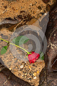 Red rose with stem and leaves in the beach water among the dark rocks. Cloudy day