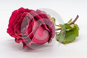Red rose with stem and leaves on white background