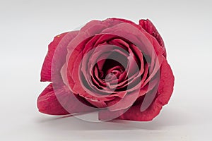 Red rose with stem and leaves on white background