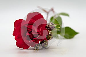 Red rose with stem and leaves on white background