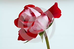 Red rose on stem on white background