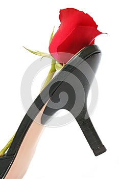 Red Rose and Stiletto photo