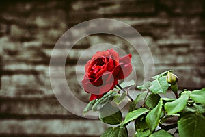 The red rose at the stone background