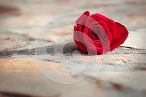 Red rose on stone ground